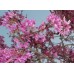 Церцис иудино дерево Багрянник купить в алматы саженцы в Казахстане питомник растений PLANTS